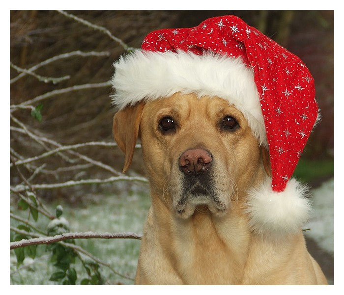 Wir wünschen frohe Weihnachte und ein gutes neues Jahr